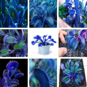 🔥Last Day Promotion - 49% OFF🌺Dionaea Muscipula Venus Flytrap Seeds 💙