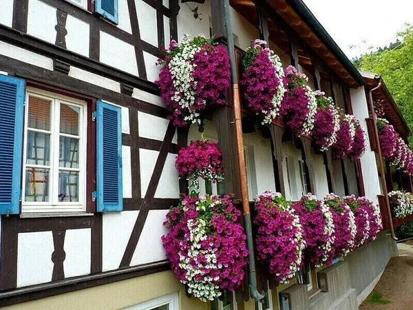 🔥 45% OFF - 🌺🌷Vivid Artificial Hanging Orchid Bunch(🔥BUY 4 FREE SHIPPING🔥) - Image 18