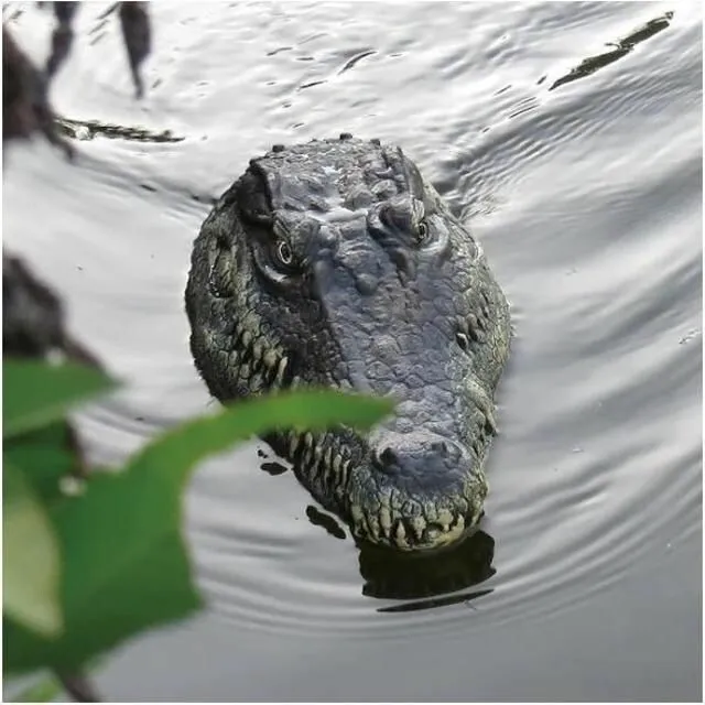 🔥Crocodile Head Remote Control Boat - Image 4