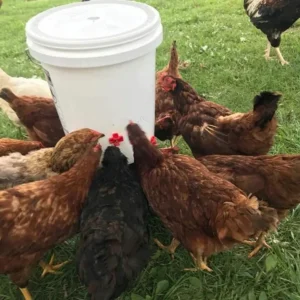 Horizontal Side Mount Chicken Waterer