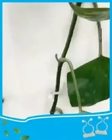 Invisible Wall Vines Fixture - Buy Online 75% Off - Wizzgoo Store
