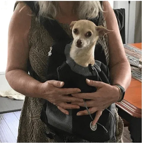 🔥2024 Summer Dog Backpack🐶 - Image 6