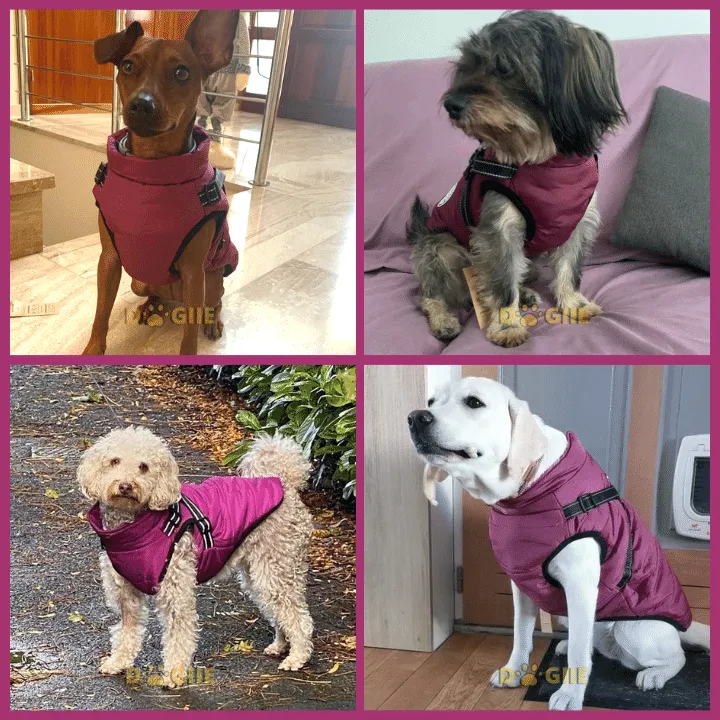 🎅Waterproof Winter Dog Jacket with Built-in Harness - Image 10