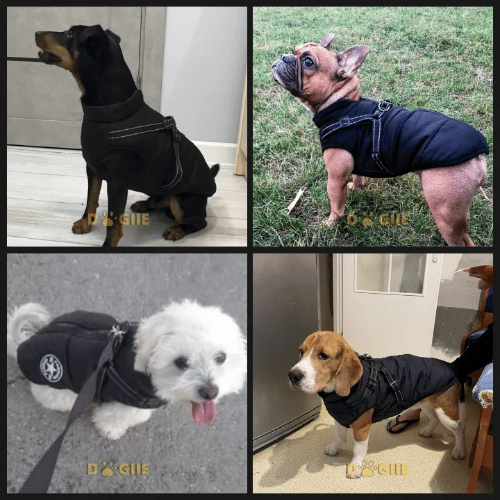 🎅Waterproof Winter Dog Jacket with Built-in Harness - Image 7
